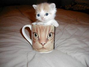 !cid_CDC66904-8753-4777-8943 kitten in a mug